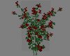 (S) Red Flower Bush