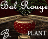 *B* Bal Rouge Palm Plant