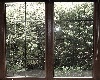 Nature Window