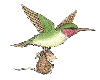 Bird4