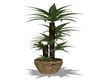 MEDIUM TROPICAL PLANT