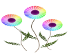 Animated Rainbow Flower