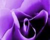 Pretty Purple Rose