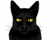 Cranky Cat PET