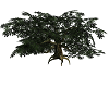 Living Oak Tree 2