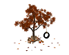 Autumn romance Oak tree