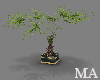 -MA-Elegant Palm Plant