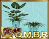 QMBR Plant Shabby Chic