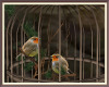 Serene Bird Cage