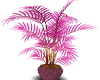 Pink Fern