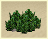 Di* Lush Island Shrubs