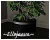 Modern Pot & Plant