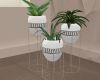Plant/Set