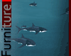 Shark x8 animated