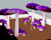 mushroom walk
