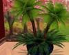 potted palm