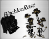 [BIR] Rose -Gold-Black