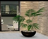 ~Summer Cove Plant~