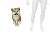 Shiba Inu Dog