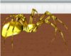 Grim Golden Spider