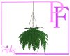 Fern Hanging Planter