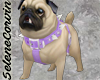 Cachorro Pug Actions