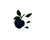 blue rose