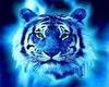 Tiger blue empty