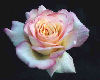 pretty rose
