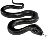 Black Snake- 2