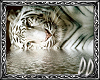 ~DD~ White Tiger Pic 6