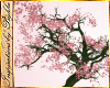 I~Spring Sakura Tree