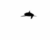 {LS} BLK Shadow Shark