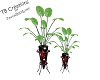 Red & Black Plant Stands