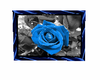 blue rose picture 3