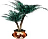 Pheonix Palm plant