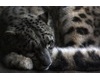 Sleeping Snow Leopard