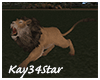 Jungle Park Large Lion