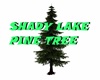 SHADY LAKE PINE TREE