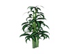 Jungle Plant