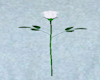 single white rose