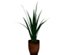 Ziara Potted Plant