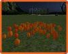 MAU/ FIELD OF PUMPKINS