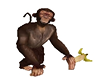 Monkey Interact with him