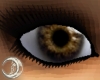 DW1 Eyes {COCOA}