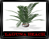 Laguna Beach Plant 2