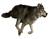 wolf on the move