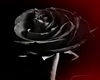 rose light