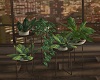 Luxe plants set