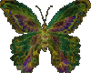 Butterfly25